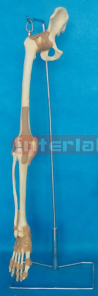 BIG ADULT LEG BONE WITH INNOMINATE BONE AND THREE JOINTS WITH LIGAMENTS